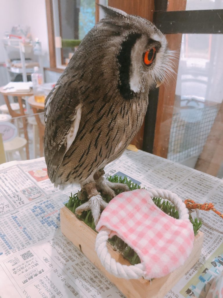 小さいフクロウには小さいオモチャ - ふくろうのいる森カフェ