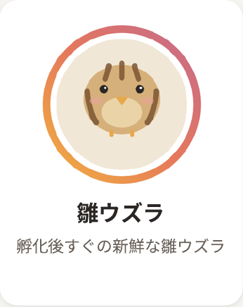 雛ウズラ 詳細を見る